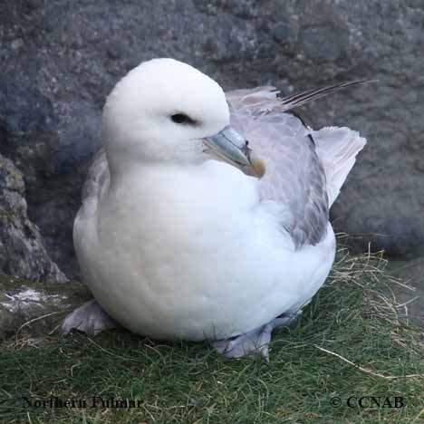 Birds of North America