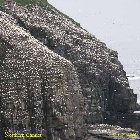 Northern Gannet