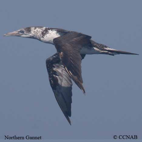 Northern Gannet