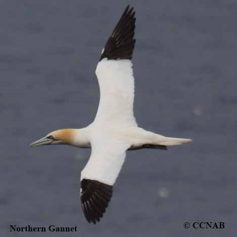 Northern Gannet