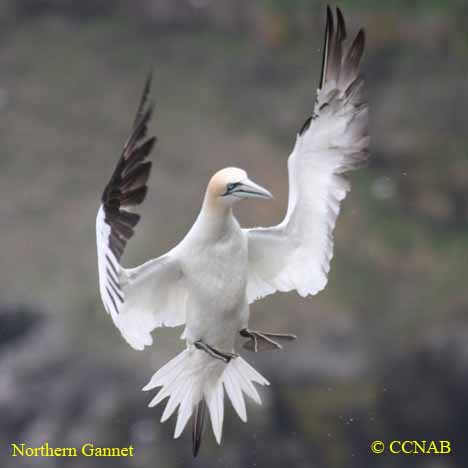 Northern Gannet