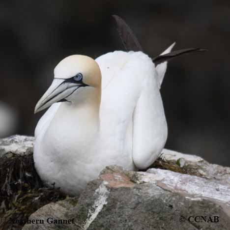 Northern Gannet