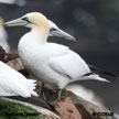 Northern Gannet songs and calls