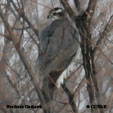 American Goshawk range map