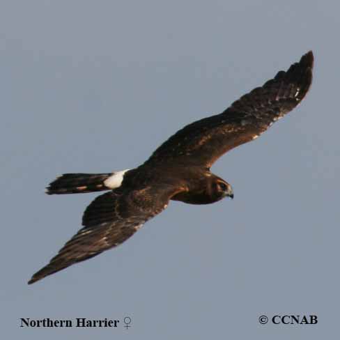 Northern Harrier