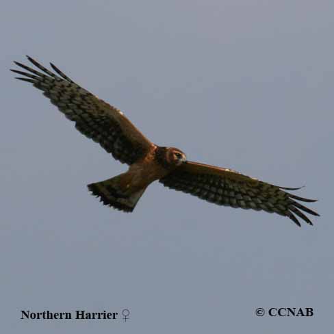 Northern Harrier