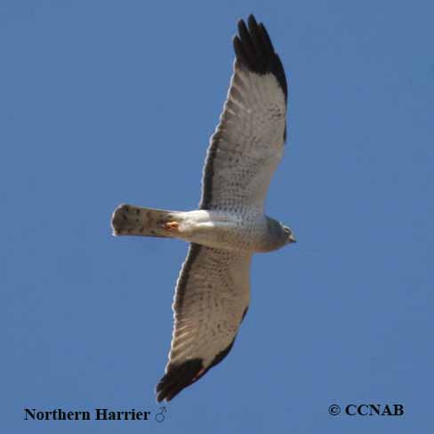 Northern Harrier