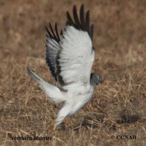 Northern Harrier