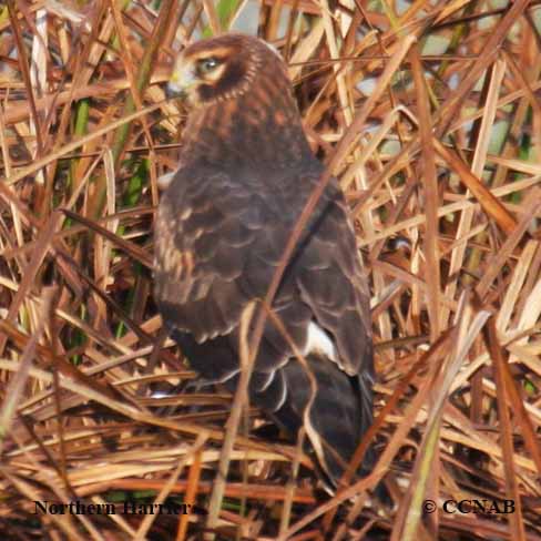 Northern Harrier