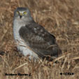 Northern Harrier range map