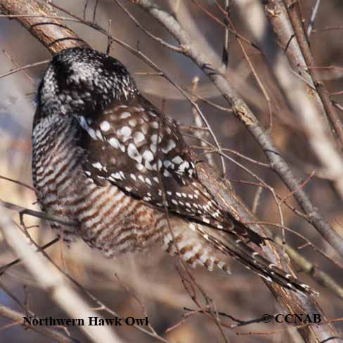 Northern Hawk Owl