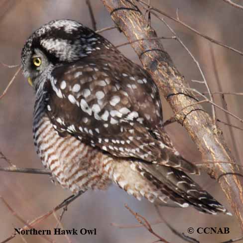 Northern Hawk Owl