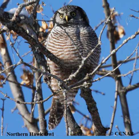 Northern Hawk Owl