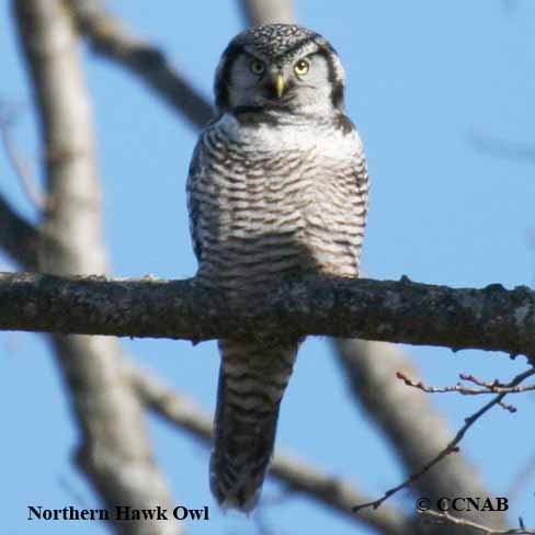 Northern Hawk Owl