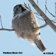 Northern Hawk Owl range map