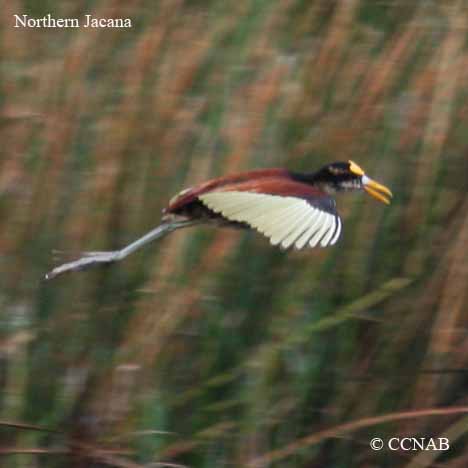 Northern Jacana