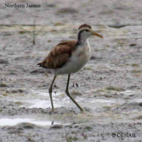 Northern Jacana