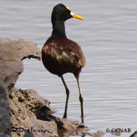 Northern Jacana