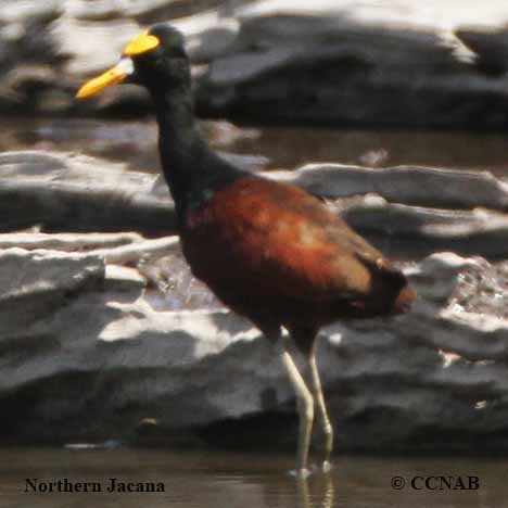 Northern Jacana