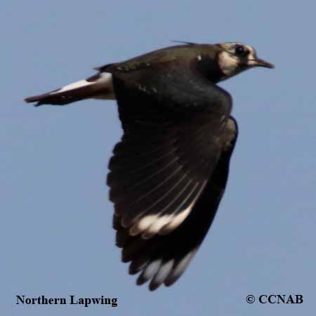 Northern Lapwing