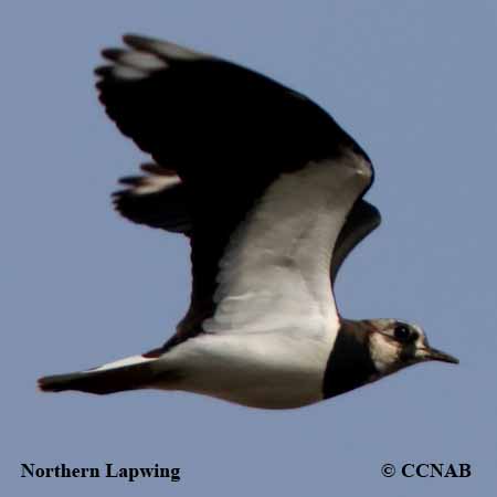 Northern Lapwing