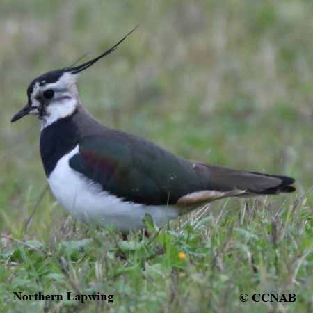 Birds of North America