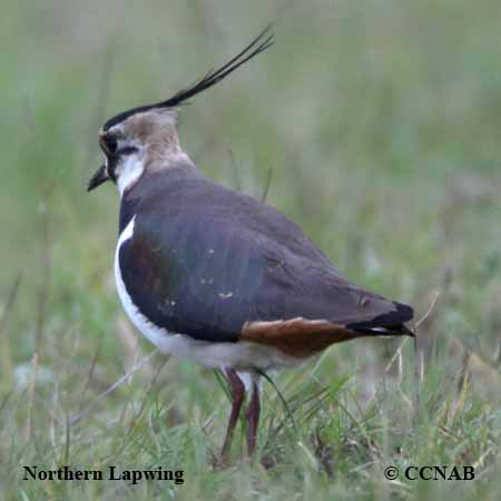 Northern Lapwing