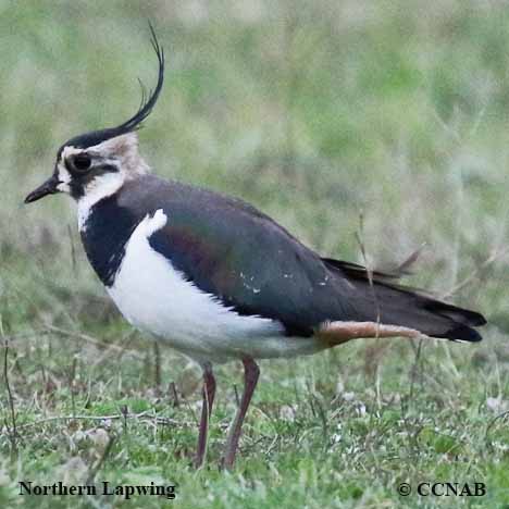 Northern Lapwing