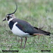 Northern Lapwing range map