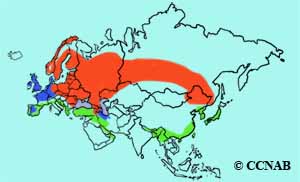 Northern Lapwing range map