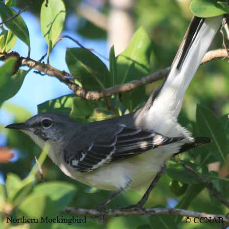 Birds of North America