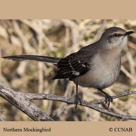 Northern Mockingbird