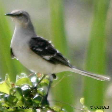 Northern Mockingbird