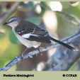 Northern Mockingbird songs and calls