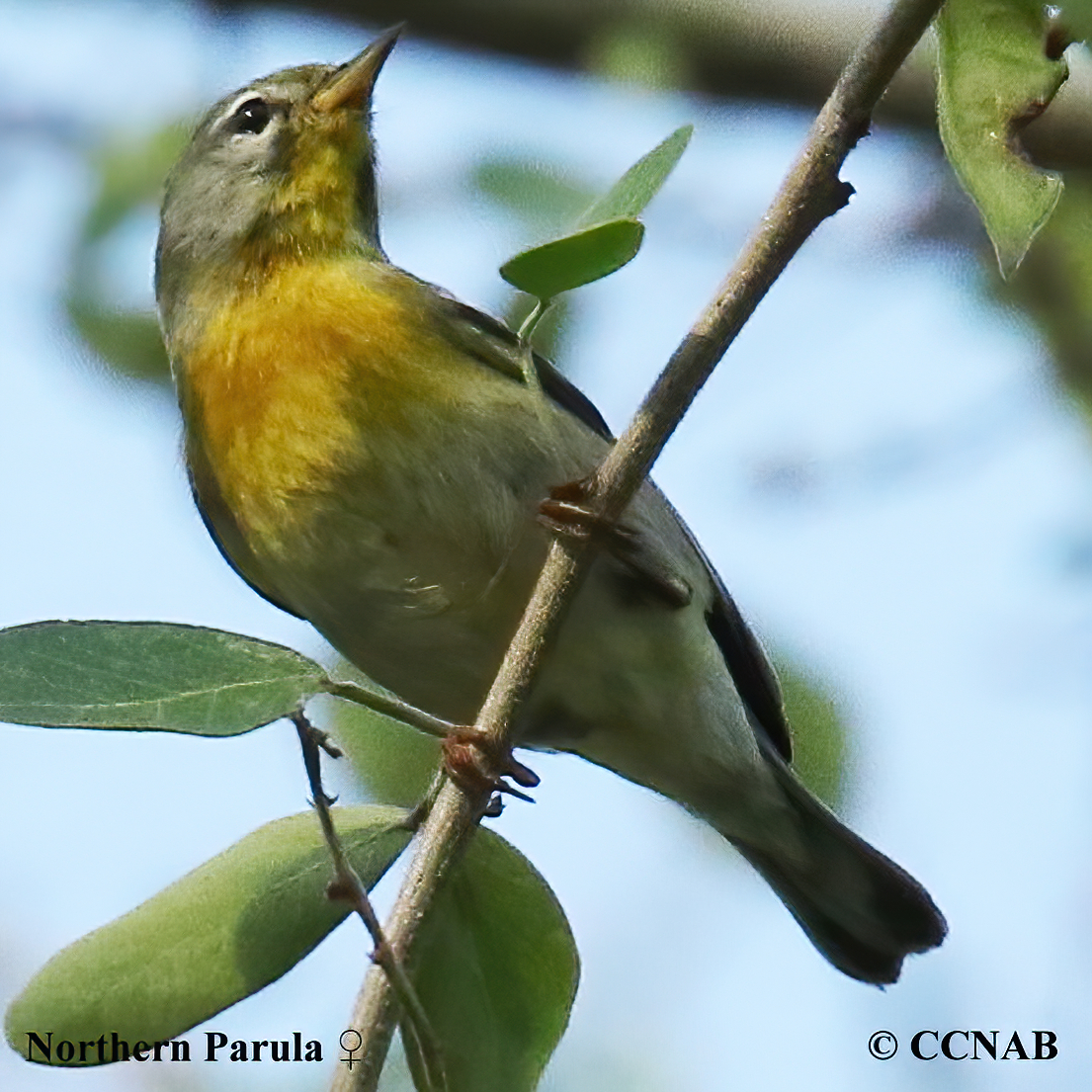 Northern Parula