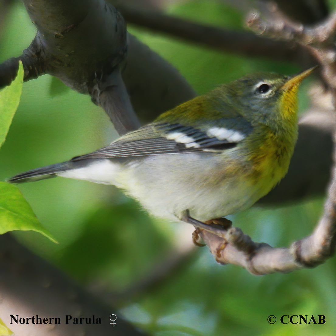 Northern Parula