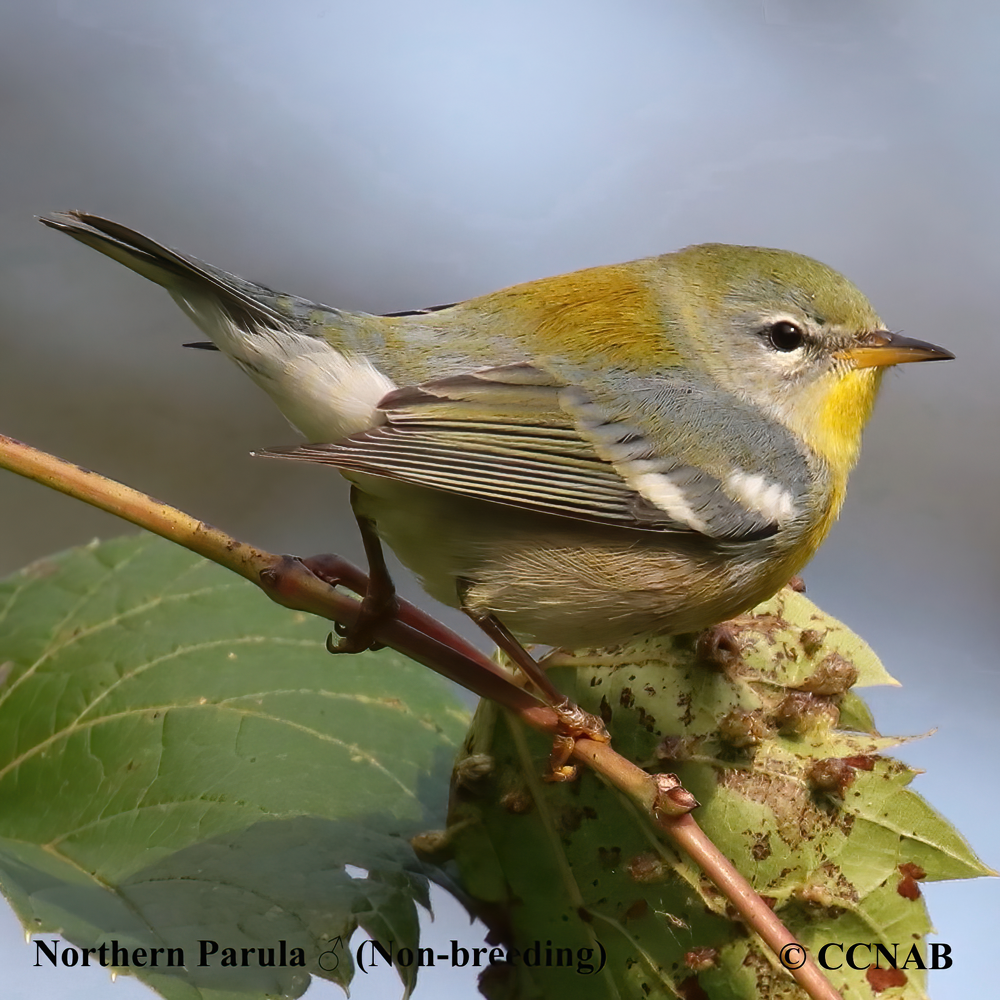 Birds of North America