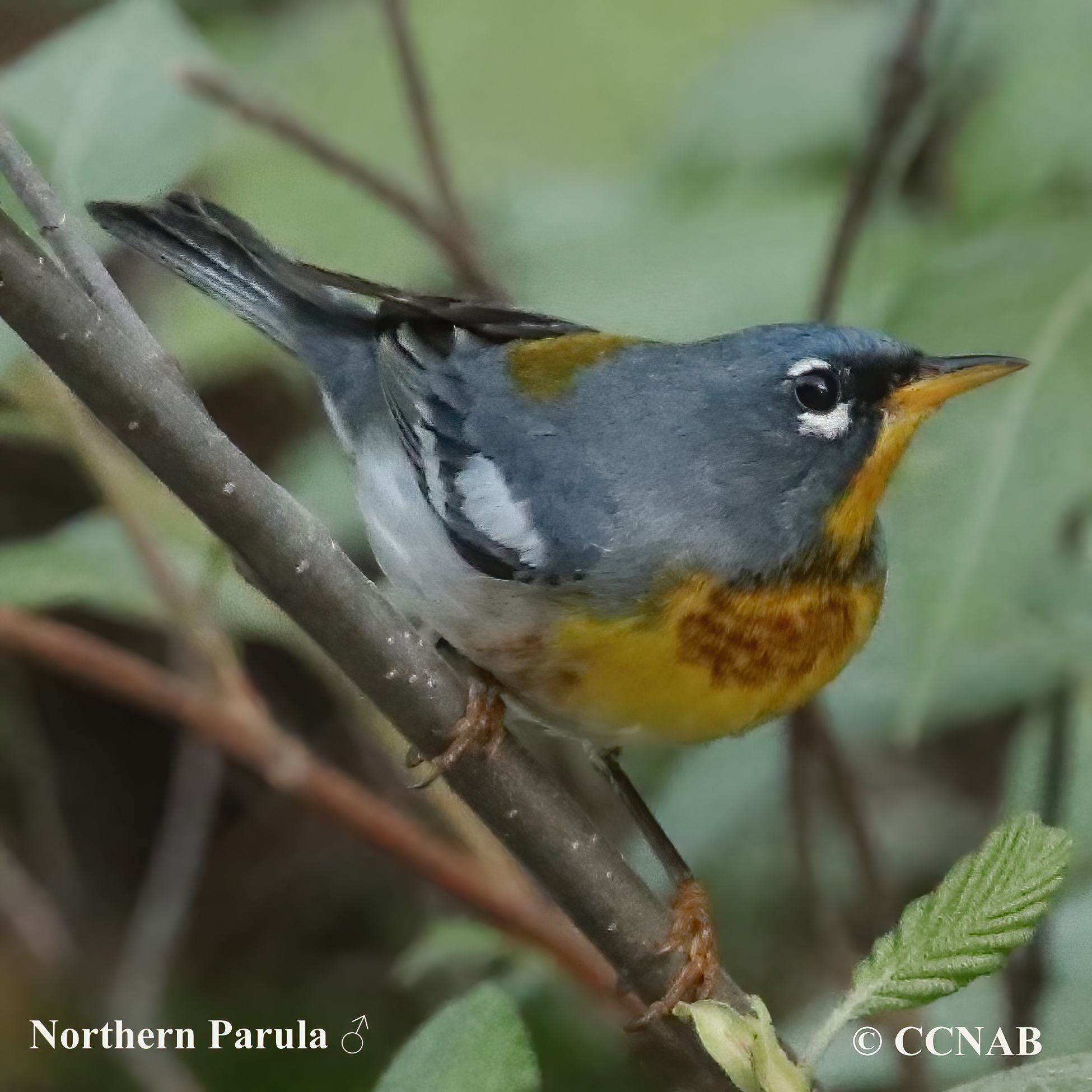 Northern Parula