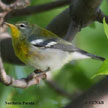 Northern Parula