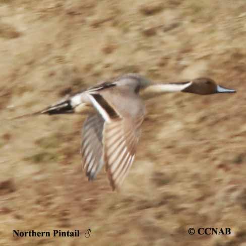 Northern Pintail