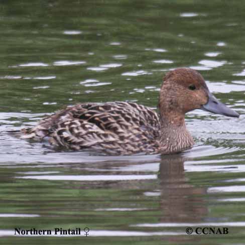 Northern Pintail