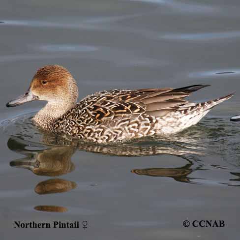 Northern Pintail