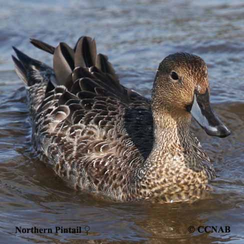 Northern Pintail