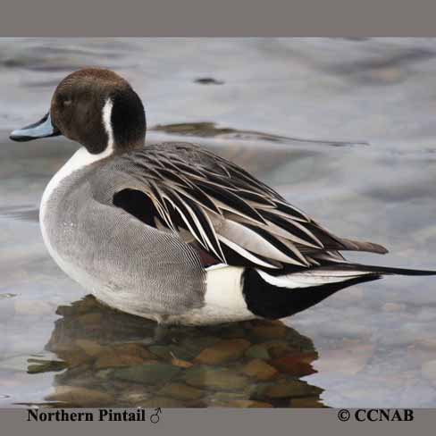 Northern Pintail