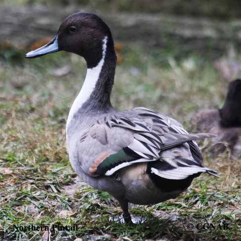 Northern Pintail