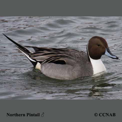 Northern Pintail