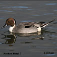 Northern Pintail range map