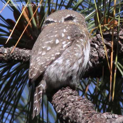 Northern Pygmy-Owl