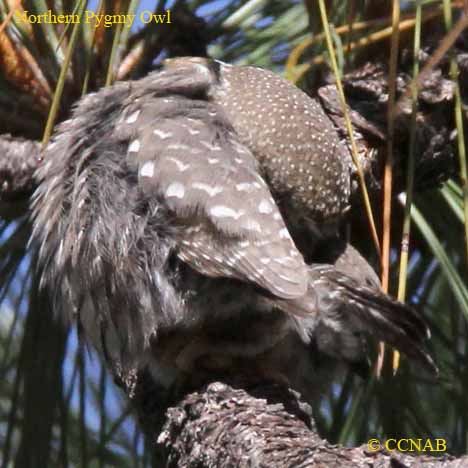 Northern Pygmy-Owl