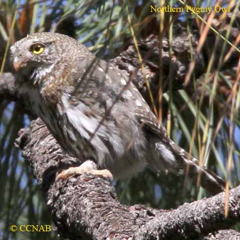 Northern Pygmy-Owl